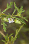 Narrowleaf paleseed